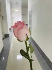 520爱自己配图