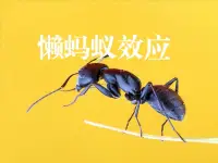 懒蚂蚁效应是日本北海道大学进化生物研究小组对三个分别由30只蚂蚁组成的黑蚁群的活动观察。结果发现。大部分蚂蚁都很勤快地寻找、搬运食物、少数蚂蚁却整日无所事事、东张西望，人们把这少数蚂蚁叫做“懒蚂蚁”。有趣的是，当生物学家在这些“懒蚂蚁”身上做上标记，并且断绝蚁群的食物来源时，那些平时工作很勤快的蚂蚁表现得一筹莫展，而“懒蚂蚁”们则“挺身而出”，带领众蚂蚁向它们早已侦察到的新的食物源转移。原来“懒蚂蚁”们把大部分时间都花在了“侦察”和“研究”上了。它们能观察到组织的薄弱之处，同时保持对新的食物的探索状态，从而保证群体不断得到新的食物来源。在蚁群和企业中，“懒蚂蚁”很重要，此现象被称为“懒蚂蚁效应”。配图