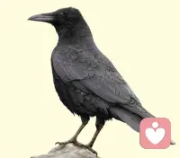 曾經(jīng)有這么一個(gè)故事：

烏鴉和鴿子住在一個(gè)小森林里，有一天，烏鴉準(zhǔn)備離開，就向朋

友鴿子告別。

鴿子問它：你為什么要搬走呢？

烏鴉回答道，其實(shí)我也不想搬走，但這里的人對(duì)我太不友善了，

他們嫌我的叫聲太難聽，不歡迎我留下來，我是真的待不下去

了。

鴿子沉思良久，對(duì)烏鴉說了這么一番話：朋友，你如果不改變自

己的聲音，那么無論你飛到哪里，都不會(huì)有人歡迎的。

這就是烏鴉定律。

如果不改變自己身上的一些缺點(diǎn)，而是一味地選擇逃避，那么問

題并不會(huì)得到解決，同時(shí)還會(huì)被更多的問題所困擾。

一個(gè)人的成熟的標(biāo)志，就是能時(shí)常反省自己，坦然面對(duì)自己的缺

點(diǎn)和不足，并努力去改變。配圖