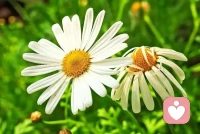 沒有經(jīng)濟上的獨立，就缺少自尊，沒有思考上的獨立，就缺少自主，沒有人格上的獨立，就缺少自信。配圖