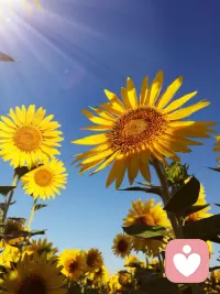 天空，不是每天都放晴；生活，也不是时时都欢喜。向日葵看不到太阳也会开放，生活看不到希望也要坚持。配图