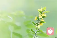 內心堅強是指一個人的心理素質、胸懷和潛力，對未來充滿希望而且人生目標清晰。最近幾十年來，人們的生活變得越來越復雜，工作時間延長且交通變得擁堵，住房醫療和食品成本不斷的提高。年輕人不僅僅要做好本職工作，而且還要照顧好家庭，使得男性和女性經受前所未有的壓力。那在這紛繁又復雜的世界中該如何練就強大的內心呢。

如何才能讓內心變得更加強大？

1、冷靜

大部分人遇事情時急躁，然而發脾氣和怨恨解決不了任何問題。面對挫折和壓力時需保持冷靜，穩住情緒，及時找出應對措施來解決或彌補。解決問題時要有一定的策略，學會靈活行事。不能鉆牛角尖，以免越鉆越深，尤其是在情感問題中，總是直來直去會讓對方變得更加憤怒。

2、誠實

誠實是每個人的底線，總是欺騙和虛偽勢必會讓心靈越來越分裂。良好的口碑才能提升人際關系給事業上帶來成功，而且也能愉悅身心。另外有能力才能讓他人更加信服你，如上司分配任務后，承諾領導一定能完成任務，然而任務接到手時卻發現已經超出自己的能力范圍。誠實待人待物，有能力兌現承諾就能獲得良好的聲譽。

3、自信

自卑心充斥著現在人們的心理，這主要來自于兒童時期所形成的負面信念，如老師否定以及家人的指責等，總覺得自己做的不好，還不優秀，往往對自己很失落和絕望。若想要提高自信心必須立馬行動起來，先給自己制定小目標，然后嚴格執行，獲得成功后能恢復自信心，然后進入良性循環中，以后能更好的面對挑戰和恐懼。

4、關注當下

從上學的那一刻起就被周圍的人、家長和老師評價，難免會形成不一樣的觀念，最大的莫過于負面信念。負面的信念會束縛著人們的人生，帶來不好的感受或誘發心理性疾病。正念能改善不良情緒，降低患抑郁癥或焦慮癥風險。正念也就是去除大腦中的不良思緒，關注當下的身體感受。可選擇舒適的環境做深呼吸或冥想，把所有的注意力全部集中在呼吸上，這樣能去除潛意識的情緒垃圾，給自己正面的意義和價值觀。

?溫馨小貼士?

幾乎所有的人在事業上都會遇到瓶頸，這種情況下需根據自己的現狀和興趣，重新找出有意義的新目標，承諾自己按計劃一步步的完成，每天都能收獲進步。另外要保持規律作息，適度鍛煉身體，多參加活動來改善身體和心理狀況。配圖