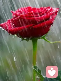 當(dāng)我們拿花送給別人的時(shí)候，首先聞到花香的是自己；當(dāng)我們抓起泥巴拋向別人的時(shí)候，首先弄臟的也是自己的手。配圖