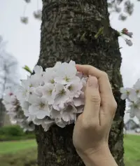 莫聽穿林打葉聲，何妨吟嘯且徐行。——這是宋代詞人蘇軾的名句，那天他沒帶傘，淋了雨。
他說，別去聽那雨打在林葉上的聲音，不妨放聲高歌，悠然行走。
我想，每個人的生命里難免會有落雨，
我們也總會有忘記帶雨具的時候，
偏巧也找不到躲雨的屋檐。
那似乎注定了，
是一場要在我們生命里打濕一些什么的雨，
猝然降臨，無處可躲。
好在，那也是一場還能夠允許我們繼續調動雙腿往前走的雨，
一場我們還能夠引吭高歌的雨。
只是要記得，不要只聽那雨聲，還要聽自己的歌聲，還要看那段雨中的風景。配圖