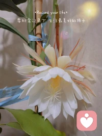 世界上除了太陽，最不能直視的是人心（?ò?ó?）配圖