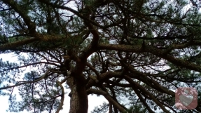 正能【心灵陪伴】