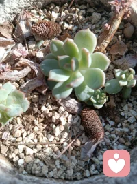 臣服生命，臣服自己的出生環(huán)境，難道我們能對生命說，我不要你嗎？難道麥子，能對連刀說不要割我嗎？學(xué)會了臣服，就學(xué)會了順勢而為。配圖