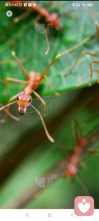 你生而有翼，為何竟愿一生葡匐前行，形如蟲蟻配圖