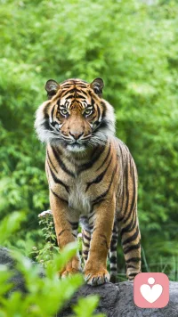 愿你既有善良，又有鋒芒。你的善良有底線。你的鋒芒有指向。配圖