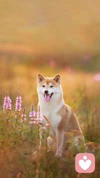 情緒是每個個體人生的體驗。最要不得的情緒是麻木，無喜無悲。配圖