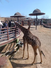 濟(jì)南野生動(dòng)物園2月19號之前免費(fèi)啦。歡迎來大濟(jì)南配圖