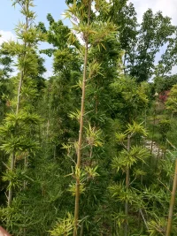 當(dāng)你累的時(shí)候，你可以聽大自然的聲音…在夏天你會(huì)聽到知了的聲音，在秋天會(huì)聽到蛐蛐的聲音，在冬天會(huì)聽到雪花的聲音，在春天會(huì)聽到春雨的聲音…大自然的聲音可以治愈你。配圖