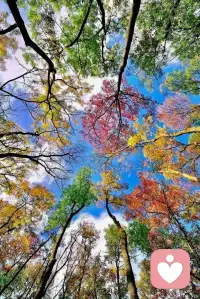 異國風(fēng)情，……配圖