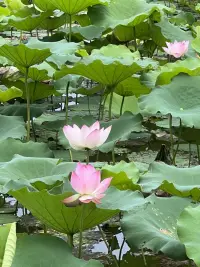 觀夏配圖