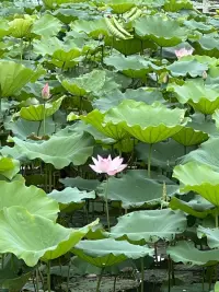 觀夏配圖