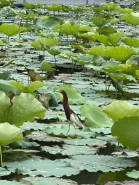 觀夏配圖