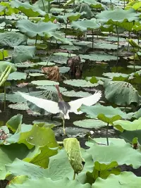 觀夏配圖