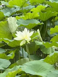 觀夏配圖