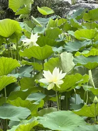 觀夏配圖