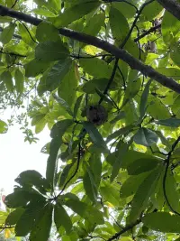 觀夏配圖