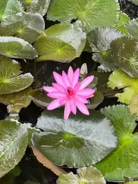 觀夏配圖