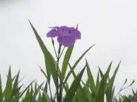 英國詩人柯勒律治描繪的困境：“水啊水，到處都是水；卻沒有一滴能解我焦渴。”配圖