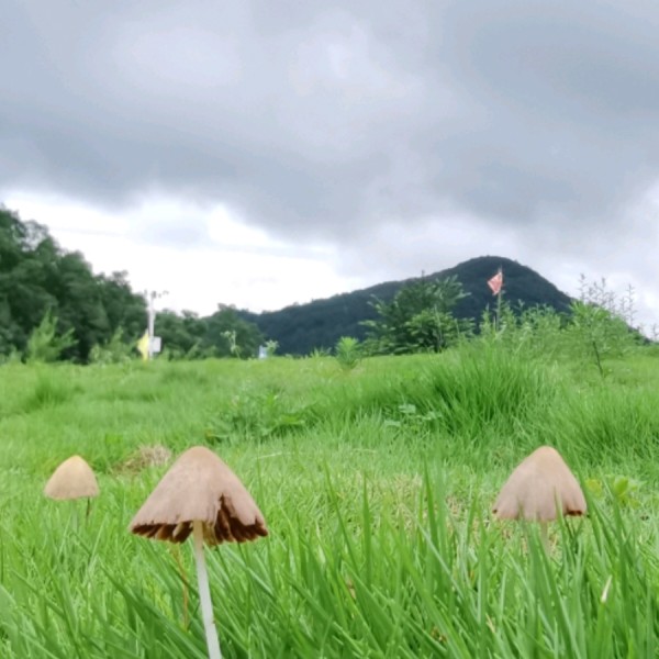 蕙蘭