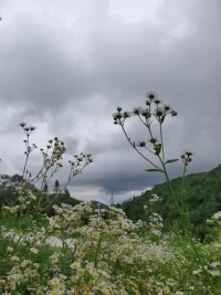 親密關(guān)系中最具破壞性的投射，1、一方認為自己不完美，有低價感，很自卑，投射出去就成了感覺到對方看不起自己；2、一方認為愛和依戀是弱小的表現(xiàn)，會有一種屈辱感，投射給對方就變成害怕向?qū)Ψ奖磉_愛和依戀，最后愛和依戀就變成對對方的指責，這樣做的好處就是即表達了需要，又使自己免于受屈辱，因為把屈辱給了對方；3、一方?jīng)]有覺察到自己內(nèi)在對性的沖突，就會把對同性的欲望投射到對方身上，比如丈夫?qū)ζ拮优c其它男性來往非常敏感，經(jīng)常懷疑妻子有外遇，雙方產(chǎn)生嚴重沖突，動力學的解釋就是這位男性隱藏了自己對于男性的興趣。配圖