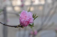 立夏已至，春意藏夏初長。春天的萌動即將換作夏日的繁茂，初夏的微風總會吹來紛飛的夢。從今天起，做一個幸福的人，愿生如夏花，芬芳一下，活在當下，美好不止今夏。配圖