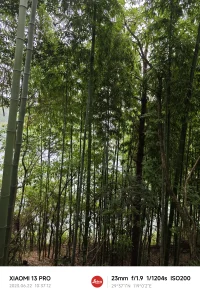 莫言在晚熟的人中寫道，年輕的時候愛上什么都不為過，成熟的時候放棄什么都不為錯。每個人終其一生都在尋找那個與自己靈魂相近的人，到后來才發現唯一契合的只有自己。本性善良的人都比較晚熟，并且被劣人催熟，后來雖然開竅了，但仍然善良與赤誠，不斷尋找同類，最后變成一個孤獨的人。配圖