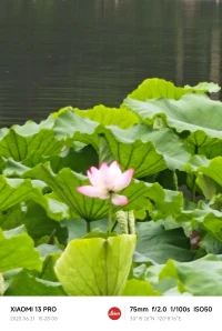 莫言在晚熟的人中寫道，年輕的時候愛上什么都不為過，成熟的時候放棄什么都不為錯。每個人終其一生都在尋找那個與自己靈魂相近的人，到后來才發現唯一契合的只有自己。本性善良的人都比較晚熟，并且被劣人催熟，后來雖然開竅了，但仍然善良與赤誠，不斷尋找同類，最后變成一個孤獨的人。配圖