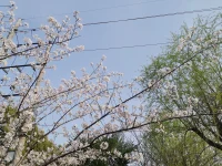 來訪者問:為什么我愛上了渣男他傷害了我，但我還是忘不了他，我該如何忘了他那？

我的回復:人的大腦不可能做兩件同樣的事情。
越想得到的，你越不一定能得到的。一個想忘掉拋棄自己渣男的女孩子，越想忘掉那個渣男，越忘不掉；越是想戒煙的人，越戒不了；越是想減肥的人，越減不掉。怎么辦呢？
唯有的一個方法就是轉移、替代、升華。配圖