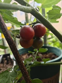 豐收的喜悅
又有很多的感慨，人生也好像這小番茄一樣。
有的成熟的早一點，有的成熟的晚一些。
有的又大又甜，有的又酸又小。
可是這些好像并不能夠影響它們的成長，只是他們成熟的時間不一樣而，到了該開花的時候開花，該結果的時間結果。只是他們成熟的時間不一樣而已。它們只是在按照自己的節奏來成長，
換位思考人生不也是這樣么。有的人學業有成，有的人事業家庭美滿。
還有的人蹉跎歲月、有的人看不見、有的人聽不見、有的人生活一地雞毛，可是這些有能怎么樣？很多人還是默默的在堅持在成長。
只是我們需要一些時間和耐心去等待，慢長的人生不是都要成為一顆一模一樣的小番茄，而是不管自己是那種番茄都是屬于獨一無二的自己。愿你我的人生都能夠閃閃發光。配圖