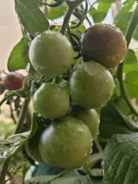 豐收的喜悅
又有很多的感慨，人生也好像這小番茄一樣。
有的成熟的早一點，有的成熟的晚一些。
有的又大又甜，有的又酸又小。
可是這些好像并不能夠影響它們的成長，只是他們成熟的時間不一樣而，到了該開花的時候開花，該結果的時間結果。只是他們成熟的時間不一樣而已。它們只是在按照自己的節奏來成長，
換位思考人生不也是這樣么。有的人學業有成，有的人事業家庭美滿。
還有的人蹉跎歲月、有的人看不見、有的人聽不見、有的人生活一地雞毛，可是這些有能怎么樣？很多人還是默默的在堅持在成長。
只是我們需要一些時間和耐心去等待，慢長的人生不是都要成為一顆一模一樣的小番茄，而是不管自己是那種番茄都是屬于獨一無二的自己。愿你我的人生都能夠閃閃發光。配圖