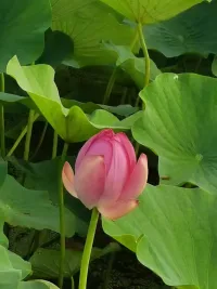 正心，正念，正言，正行。
內(nèi)心力量是一切力量的源泉。