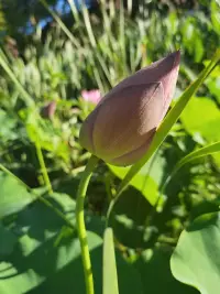 斯人若彩虹，遇上方知有！