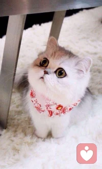 任何一件事，只要心甘情愿，總能夠變得簡單，不會有任何復雜的借口和理由。配圖