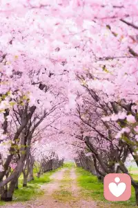 愿你與世界交手多年，依然滿懷新鮮；愿你經(jīng)歷苦難，依然熱愛生活；余生還長，愿我們都能認(rèn)真努力，一往無前。配圖