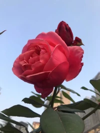 來自心理學(xué)大師的寄語(yǔ)
榮格：
你生命的前半輩子或許屬于別人，活在別人認(rèn)為里，那么后半輩子還給你自己，去追隨你內(nèi)在的聲音。配圖