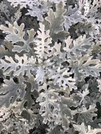 心理學(xué)大師的話
歐文·亞?。?生命的意義這個問題無法教，一個人必須把自己完全沉浸在生活的河流之中，這樣問題就不會存在了。配圖