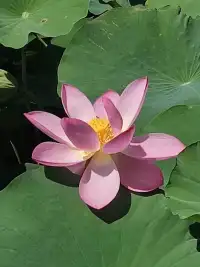 薩提亞學派的寄語
愿你慧眼內生，在指責中看到受過的傷，在討好中看到被認可的希望，在超強的理智中看到脆弱和恐懼。
愿你內心強大，在悲傷里感到溫暖，在憤怒里發現力量，在痛苦里看到希望。
愿你柔軟的心，在愛與慈悲里，與他人明亮而溫暖地相遇。配圖