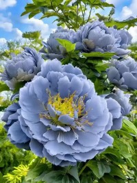 在焦虑的情绪里挖呀挖呀挖，种觉察的种子，开信任的花。🌸
在生气的生活里挖呀挖呀挖，种学习的种子，开平和的花。🌸
在害怕的情绪里挖呀挖呀挖，种相信的种子，开理解的花。🌸
在期待的情绪里挖呀挖呀挖，种欣赏的种子，开肯定的花。🌸
在纠结的情绪里挖呀挖呀挖，种接纳的种子，开放下的花。🌸
在不顺事情里挖呀挖呀挖，种认真的种子，开经验的花。🌸
在低能情绪里挖呀挖呀挖，种意义的种子，开满意的花。🌸
不管在什么情绪里面挖呀挖呀挖，种不同的种子，开智慧的花🌸配图