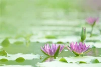 當我真的愿意看見自己時
我可能還會痛
但已經(jīng)不再抱怨
我深知
這痛
只因遇見真實的自己
曾經(jīng)那個不懂愛的自己

?配圖
