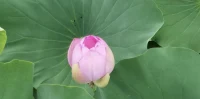 為什么孩子會無視父母的話？
?1.說的不對，沒有道理，或只從自身出發。
?2.說的不清，超越了孩子年齡應有的理解力。
?3.說的方法不對，居高臨下，缺乏尊重和必要的溝通技巧。
?4.情緒化，導致孩子把關注點放在父母的情緒，而不是事情本身。
?5.缺乏威信，因長期言行不一或教養方法不當，導致自己沒有威信。
?                                    ___李中瑩配圖