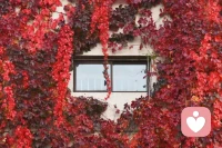 “就算不快樂也不要皺眉，因為你永遠不知道誰會愛上你的笑容。

——泰戈爾 ”配圖