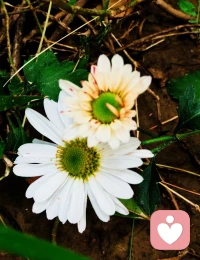 “生活中的很多事
 看起來很難
 但真正做了
 總是有路可以過去的 ”配圖