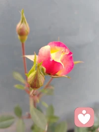 “內(nèi)向的人，不是不開心，而是在追求一種深層的快樂”配圖