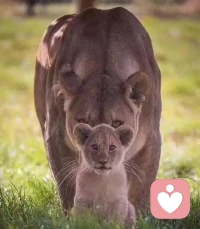 一個沒有真正的跟自己的悲傷深深相處過的人，他的生命里不可能有真正的喜悅。
一個沒有跟自己的憤怒深深的相處過的人，他的生命里不可能有真正的平和。
一個沒有跟自己的恐懼深深的相處過的人，他的生命里不可能有真正的勇氣。配圖