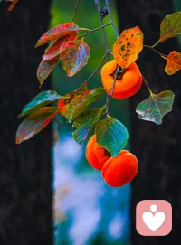 “我喜欢生活的大部分时间朝向外部世界
我也珍惜那些自我内省的时光
探索自己、冥想和思考
——卡尔·罗杰斯 ”配图