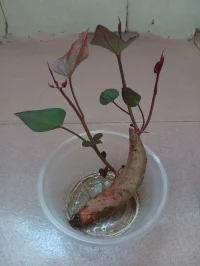 扎根的重要性扎根發芽才會枝繁葉茂配圖